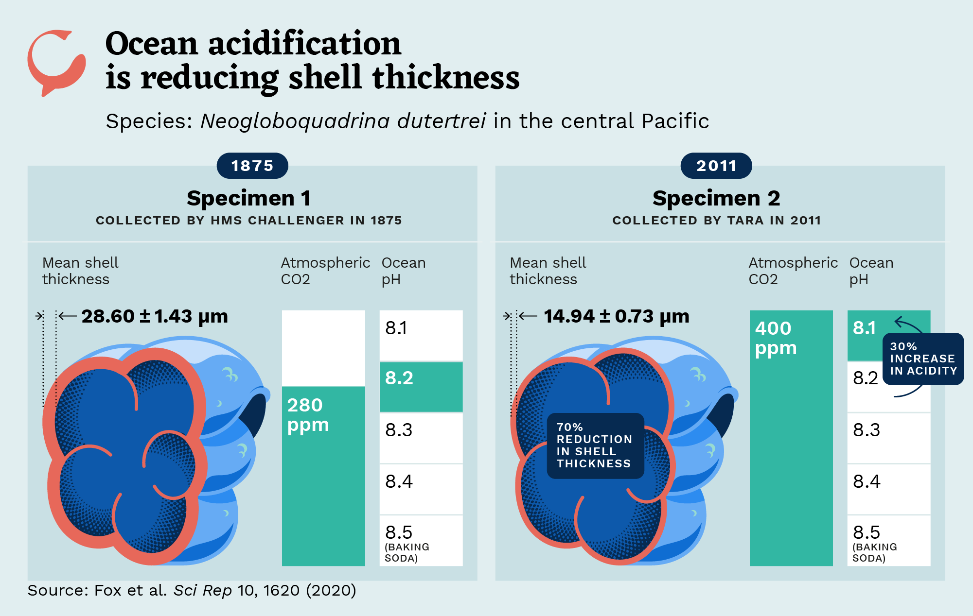 how does climate change affect marine life? Ocean acidification is reducing shell thickness