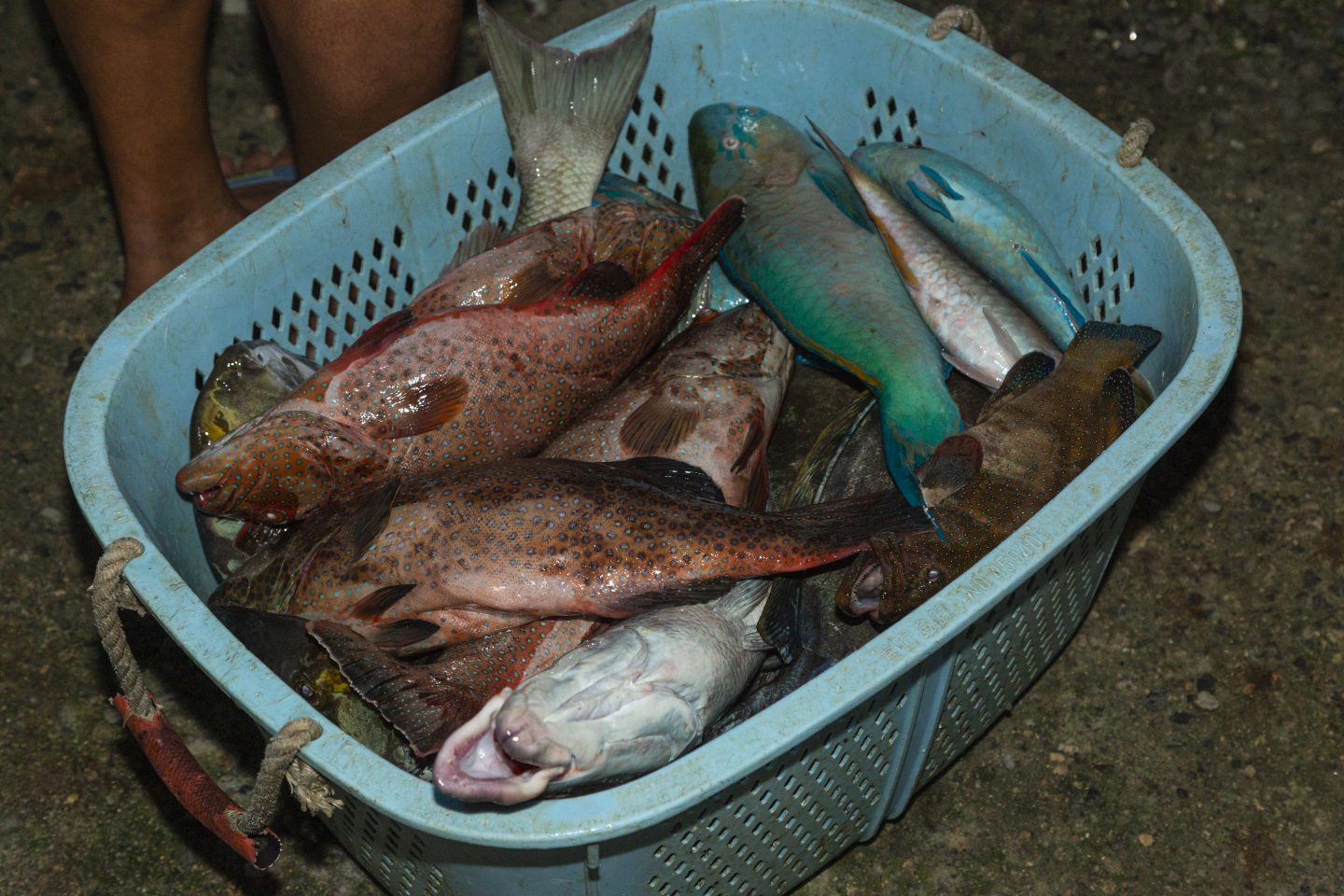 With foreign commercial fleets no longer supplying Palau’s domestic market with tuna and bycatch, local fishers are catching more reef fish in an effort to meet demand.