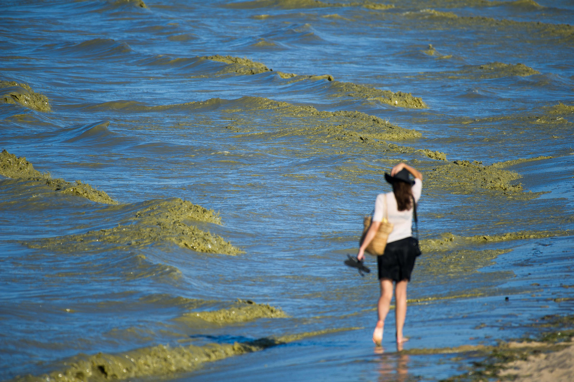 Gdansk beach covered toxic algal bloom due to ocean deoxygenation