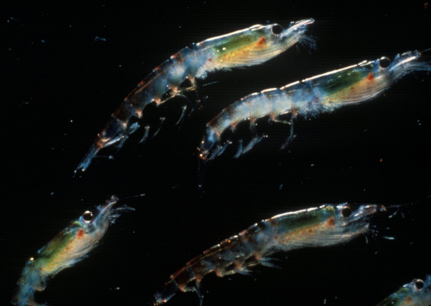 Krill is a keystone species in the Southern Ocean
