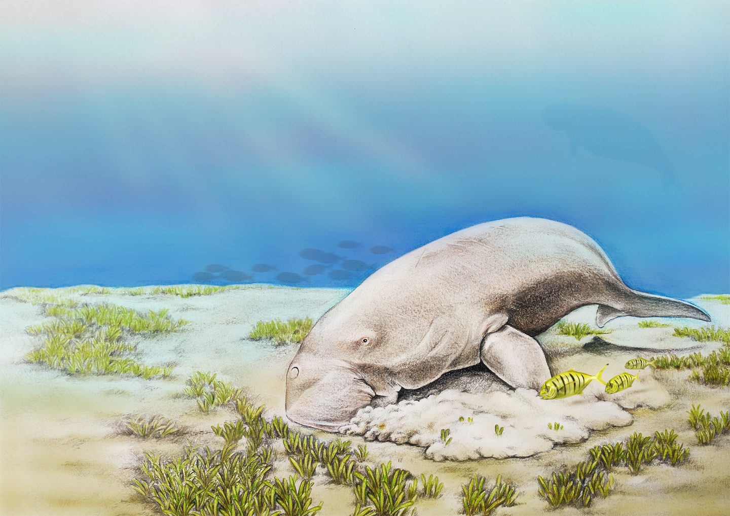 Dugongs rely on seagrasses as their main source of food