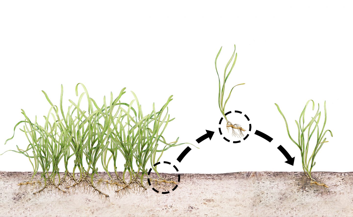 Transplantation is the most common method for restoring seagrasses