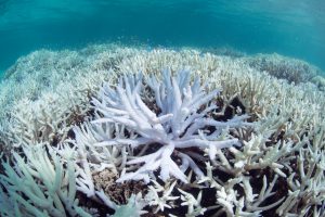 <p>图片来源：<a href="http://catlinseaviewsurvey.com/gallery/i1320_coral-bleaching-in-new-caledonia-during-march-2016" target="_blank" rel="noopener">XL</a><a href="http://catlinseaviewsurvey.com/gallery/i1320_coral-bleaching-in-new-caledonia-during-march-2016" target="_blank" rel="noopener"> Catlin Seaview Survey / Underwater Earth</a></p>