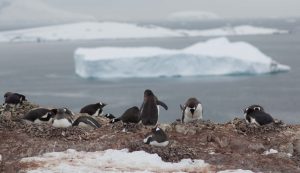 <p>The land-mass of Antarctica is protected, but activists are hoping to protect its surrounding seas too (Image: <a href="https://www.jble.af.mil/News/Photos/igphoto/2000405922/mediaid/266806/">Barry Loo</a>)</p>