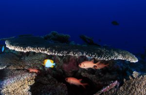 <p>Bigscale soldierfish hide under coral, Papahānaumokuākea Marine National Monument, Hawaii (Image: <a href="https://www.flickr.com/photos/papahanaumokuakea/13995388713/in/album-72157649873178940/">Greg McFall/NOAA</a>)</p>