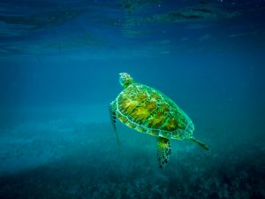 <p>阿布洛霍斯国家公园的绿海龟。图片来源：Alamy</p>