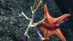 <p>A sea star 2,500 meters beneath the central Pacific turns its stomach inside out to feed on Victorgorgia coral (Image: <a href="https://www.flickr.com/photos/oceanexplorergov/22973661462/in/album-72157622522489576/">NOAA</a>)</p>