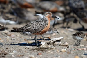 <p>图片来源：<a href="https://www.flickr.com/photos/usfwsnortheast/4035558928/in/pool-redknot/">Gregory Breese/USFWS</a></p>