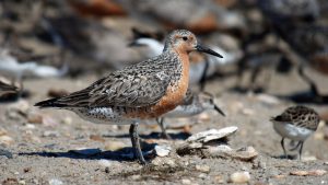 <p>The Red Knot is one of the species most at risk from a rapid decline in the coverage of China&#8217;s wetlands (Image: <a href="https://www.flickr.com/photos/usfwsnortheast/4035558928/in/pool-redknot/">Gregory Breese/USFWS</a>)</p>