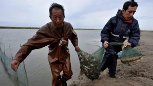 <p>Fishermen bring their daily catch ashore near the Chinese city of Tianjin. A local court will allow them to sue for damages following the 2011 Bohai Sea oil spill. Picture provided by Zhang Xingkuan, lawyer for the fishermen. (Image: <a href="http://www.thepaper.cn/newsDetail_forward_1357317">澎湃新闻</a>)</p>