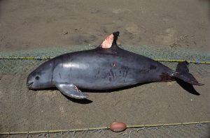 <p>A vaquita killed in a gillnet intended for sharks, Mexico (Image: Alamy)</p>