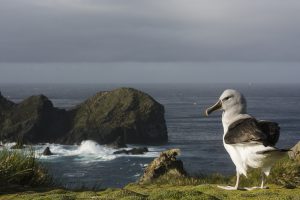 <p>The grey-headed albatross breeds at six island groups or archipelagos in the seas above the Antarctic, including Diego Ramírez. The islands are also an important migration route for whales and other cetaceans. (Image: Omar Barroso)</p>