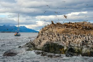 <p>Imperial shags (king cormorants) by the Beagle Channel, Tierra del Fuego, Patagonia (Image: Alamy)</p>