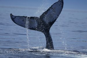 <p>罗斯海为海洋生物提供了至关重要的生境。（图片来源：<a href="http://www.thinkstockphotos.com/image/stock-photo-humpback-whale-tail-lobbing/200351717-001">Tom Brakefield/ Thinkstock</a>）</p>