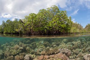 <p>Coral growing under mangroves, West Papua, Indonesia (Image: Alamy)</p>