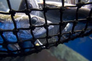 <p>在加拉帕戈斯群岛北部附近捕获的鲣鱼（Skipjack tuna）和其他渔获物。图片来源：© Alex Hofford/Greenpeace</p>