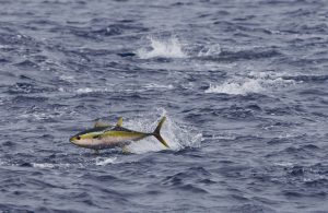 <p>A yellowfin tuna breaks the surface of the Pacific Ocean (Image: <a href="https://media.greenpeace.org/archive/Yellowfin-Tuna-in-the-Pacific-Ocean-27MZIFJ6ACDPE.html">© Paul Hilton/Greenpeace</a>)</p>