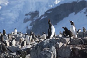 <p>Gentoo Penguins in the Antarctic. New marine protected areas are under consideration for the region but China and Russia have opposed them. (Image: <a href="https://media.greenpeace.org/archive/Gentoo-Penguins-in-the-Antarctic-27MZIFJX0RF4A.html">Daniel Beltrá/Greenpeace</a>)</p>