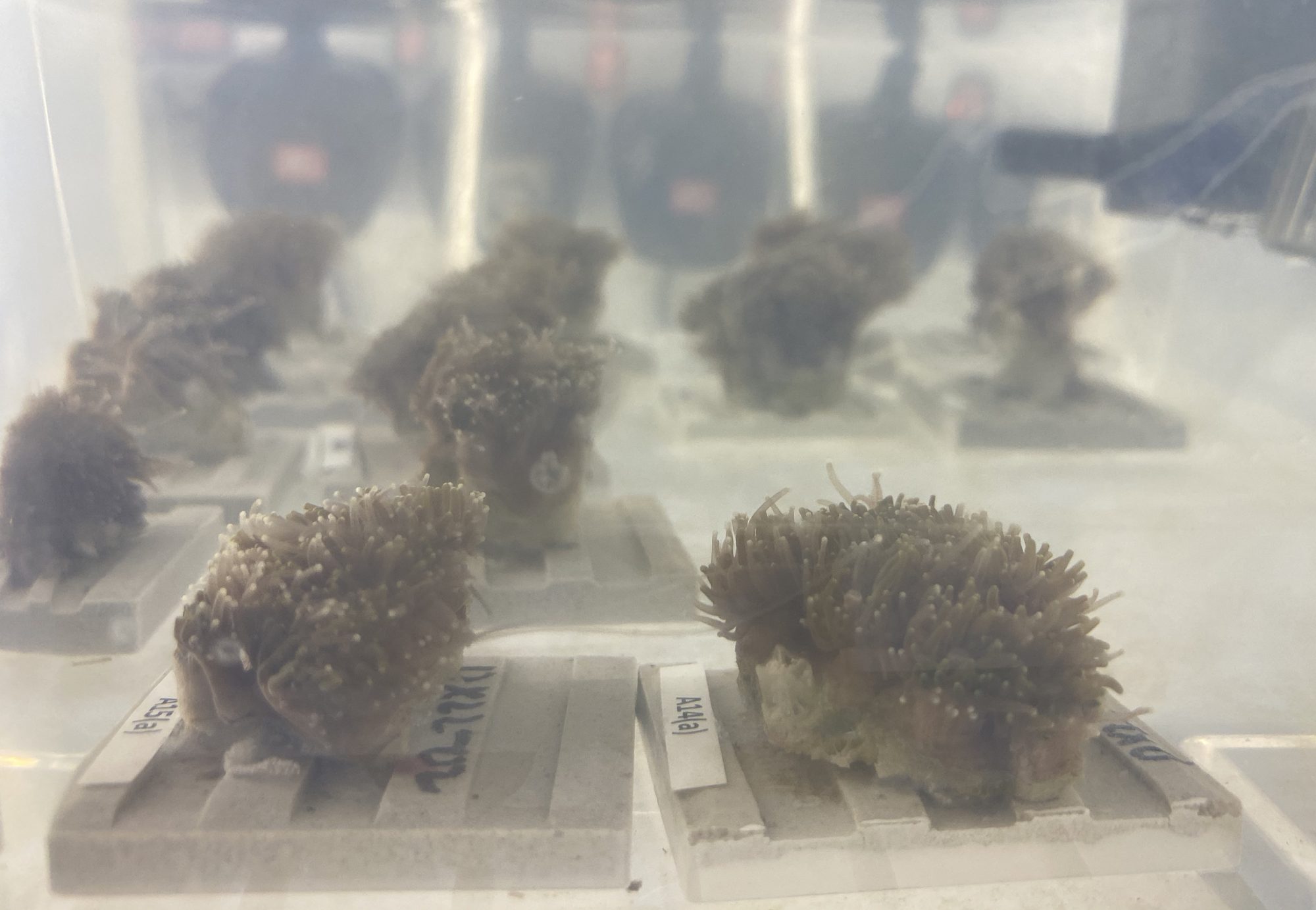 Galaxea fascicularis corals in Swims lab where their symbiont species are manipulated | Credit Jon Cybulski