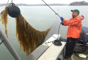 <p>Bren Smith, an ex-industrial trawler man, operates a seaweed farm in Long Island Sound, Connecticut (Image: <a href="https://twitter.com/oceanfarmer/status/716316680582987779">Thimble Ocean Farm</a>)</p>