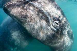 <p>An inquisitive grey whale calf (Image © <a href="https://www.tony-wu.com/" target="_blank" rel="noopener">Tony Wu</a>)</p>