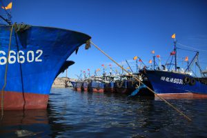 <p>With the future looking gloomy for China’s domestic fisheries, fishing boats lie idle in a Fuijian province harbour during the annual closed season (Image: Jiang Yifan / China Dialogue)</p>
