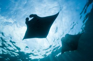 <p>Reef manta rays swim in the waters off the island of Nusa Penida, near Bali in Indonesia. (Image © Paul Hilton)</p> <p>&nbsp;</p>