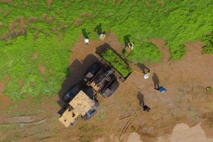 <p>Workers are busy removing green algae with a bulldozer on a beach in Qingdao, in east China&#8217;s Shandong province, following an algal bloom in June 2017 (Image: SIPA Asia/ZUMA Wire/Alamy Live News)</p>