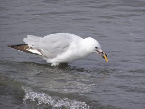 <p>烟蒂是清理海滩时最常见的垃圾。图片来源：<a href="“https://commons.wikimedia.org/wiki/File:Juvenile_red_billed_gull_smoking.jpg”">Tony Wills</a></p>