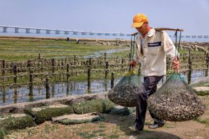 <p>A farmer collects oysters at low tide, Xiamen, Fuijan province (Image: Alamy)</p>