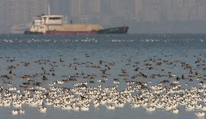 <p>A flock of migratory birds in Deep Bay, Hong Kong (Image: Alamy)</p>