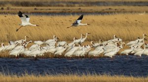 <p>White cranes fly over the Melmeg Wetland in northeast China&#8217;s Jilin Province. (Image: <a href="https://www.alamy.com/180628-beijing-june-28-2018-xinhua-white-cranes-fly-over-the-melmeg-wetland-in-northeast-chinas-jilin-province-april-26-2018-comprehensive-progress-has-been-made-since-the-report-delivered-at-the-18th-national-congress-of-the-communist-party-of-china-cpc-in-2012-included-ecological-development-as-a-major-task-in-the-countrys-overall-plan-and-proposed-building-a-beautiful-china-as-a-grand-goal-xinhuawang-haofei-wyozt-image210394563.html?pv=1&amp;stamp=2&amp;imageid=FB5B324F-835D-4140-8FEC-26CF76FBE23A&amp;p=196110&amp;n=0&amp;orientation=0&amp;pn=1&amp;searchtype=0&amp;IsFromSearch=1&amp;srch=foo%3dbar%26st%3d0%26pn%3d1%26ps%3d100%26sortby%3d2%26resultview%3dsortbyPopular%26npgs%3d0%26qt%3dchina%2520wetland%2520Cranes%26qt_raw%3dchina%2520wetland%2520Cranes%26lic%3d3%26mr%3d0%26pr%3d0%26ot%3d0%26creative%3d%26ag%3d0%26hc%3d0%26pc%3d%26blackwhite%3d%26cutout%3d%26tbar%3d1%26et%3d0x000000000000000000000%26vp%3d0%26loc%3d0%26imgt%3d0%26dtfr%3d%26dtto%3d%26size%3d0xFF%26archive%3d1%26groupid%3d%26pseudoid%3d%26a%3d%26cdid%3d%26cdsrt%3d%26name%3d%26qn%3d%26apalib%3d%26apalic%3d%26lightbox%3d%26gname%3d%26gtype%3d%26xstx%3d0%26simid%3d%26saveQry%3d%26editorial%3d1%26nu%3d%26t%3d%26edoptin%3d%26customgeoip%3d%26cap%3d1%26cbstore%3d1%26vd%3d0%26lb%3d%26fi%3d2%26edrf%3d0%26ispremium%3d1%26flip%3d0">Xinhua / Alamy Stock Photo</a>)</p>