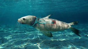 <p>A sea lion with nylon strings and piece of fishing net wrapped around his neck, an example of the dangers of ghost fishing gear.</p>