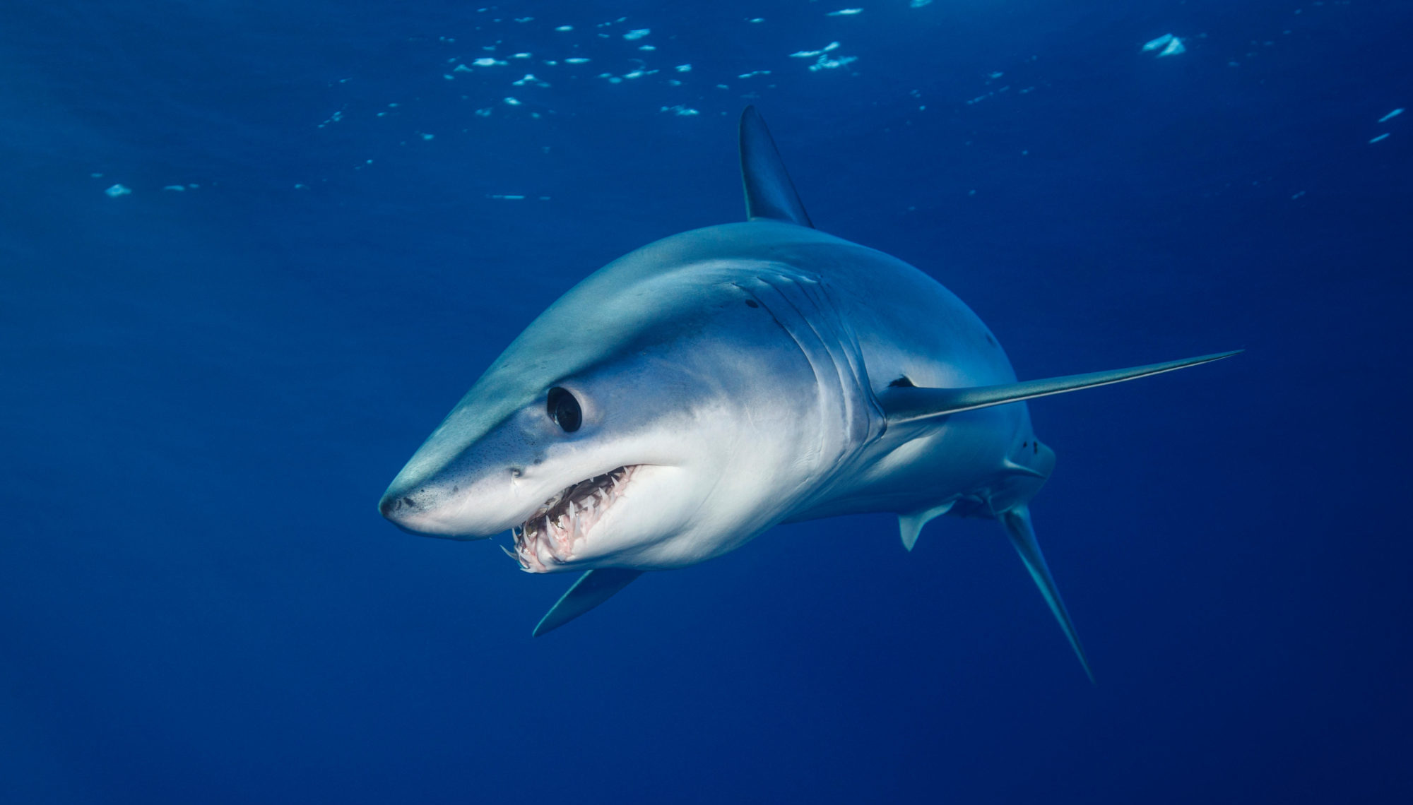 2019：鲨鱼的生死分水岭