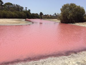 <p>Waste from the fishmeal factory is believed to have turned this lagoon red (Image: Changing Markets Foundation)</p>