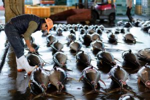 <p>Today, more than 90% of the world’s fisheries are either over-exploited or fully exploited. (Image: Alamy)</p>