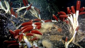 <p>Unique deep-sea hydrothermal vent ecosystems that harbour chemosynthetic life forms such as giant tubeworms. Active mining of vents would destroy these rare ecosystems (Image: <a href="https://www.flickr.com/photos/noaaphotolib/9660806745/in/set-72157635360690997">NOAA Okeanos Explorer Program</a>)</p>