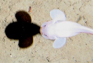<p>A snailfish swims in the deep sea, 7,400 metres below the surface. (Image from Alan Jamieson)</p>