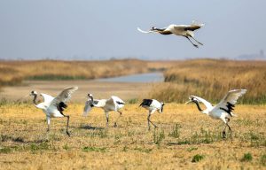 <p>Red-crowned cranes in Panjin, northeast China’s Liaoning province (Image: Alamy)</p>