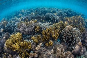 <p>印度尼西亚海域的健康珊瑚礁。图片来源：Alamy</p>
