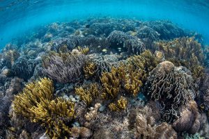 <p>A healthy coral reef in Indonesia (Image: Alamy)</p>