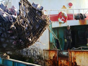<p>Transshipping frozen fish at sea (Image: Alamy)</p>