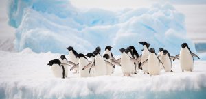 <p>A proposed marine protected area in the East Antarctic would protect penguin foraging grounds. It&#8217;s been discussed for six years in a row at CCAMLR meetings but without significant progress (Image: <a href="http://www.thinkstockphotos.com/image/stock-photo-penguins-on-the-snow/156709702">axily</a>)</p>