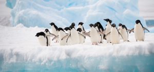 <p>图片来源：<a href="http://www.thinkstockphotos.com/image/stock-photo-penguins-on-the-snow/156709702">axily</a></p>
