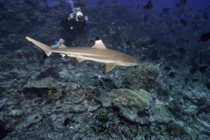 <p>Shark tourism generates more than US$314M annually and is expected to more than double in the next 20 years (Image: <a href="http://www.thinkstockphotos.com/image/stock-photo-scuba-diver-photographing-shark-in-ocean/200308100-001">Photodisc/ Thinkstock</a>)</p>