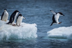 <p>The emperor penguin is just one of the many species that would be protected by special reserves in the Antarctic, proponents claim (Image by <a href="http://www.thinkstockphotos.com/image/stock-photo-adelie-penguin-jumping-between-two-ice-floes/518680544">Nick Dale/ Thinkstock</a>)</p>