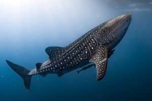 <p>鲸鲨是世界上最大型的鱼类，也是最面临灭绝危机的海洋生物。 (图片来源: <a href="http://www.thinkstockphotos.com/image/stock-photo-whale-shark-coming-to-you-underwater-close-up/607632870">Andrea Izzotti/Thinkstock</a>)</p>