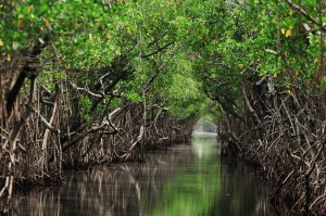 <p>沿海红树林。图片来源：<a id="photographer" href="http://www.thinkstockphotos.co.uk/image/stock-photo-mangrove-trees-along-the-turquoise-green/610837486" data-close-and-redirect="true" data-search-link="Photographer">Alexpunker</a></p>
