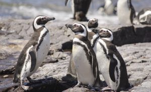 <p>Numbers of penguins in the South Atlantic region have fallen sharply in the wake of overfishing (Image by <a href="http://www.thinkstockphotos.com/image/stock-photo-penguin-of-magellan/636000456">Buenaventuramariano/ ThinkStock</a>)</p>