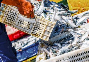 <p>图片来源: <a id="photographer" href="http://www.thinkstockphotos.co.uk/image/stock-photo-fishermen-arranging-containers-with-fish/645700856" data-close-and-redirect="true" data-search-link="Photographer">pixinoo</a></p>